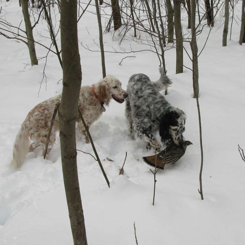 dogs.jpg