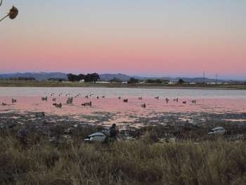 ducks