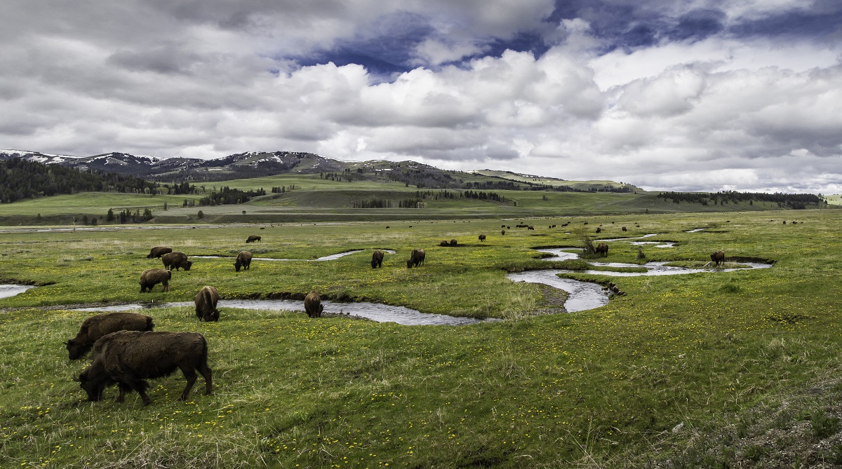 Photo: Bison along Rose Creek in Lamar Valley, Yellowstone National Park, NPS/Neal Herbert