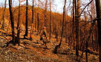 elk-hunting