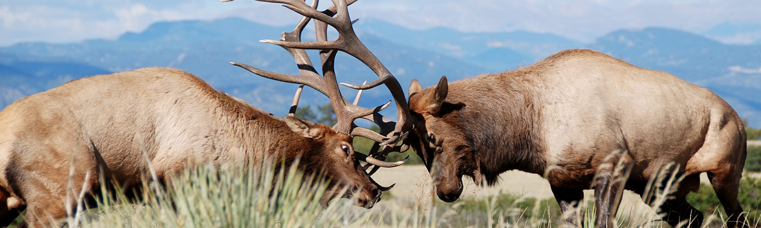 elk.jpg