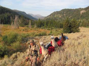gallatin nf