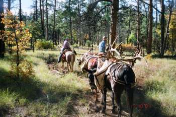 pecos elk