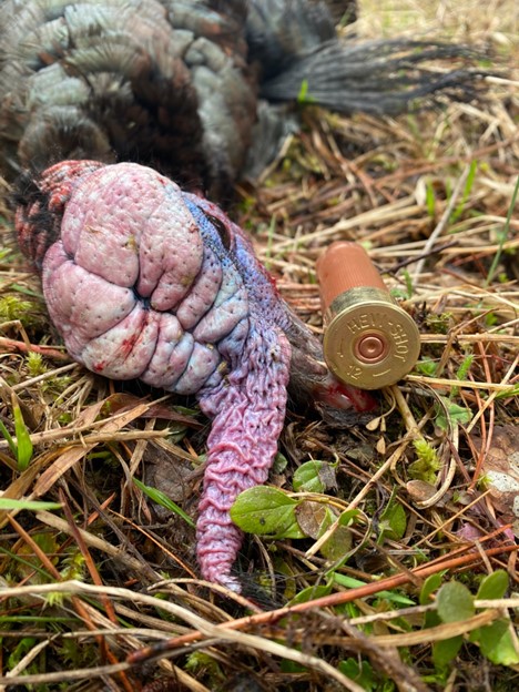 Super-dense tungsten and bismuth comprise some non-lead shot. Gobblers beware! Photo: David Nikonow