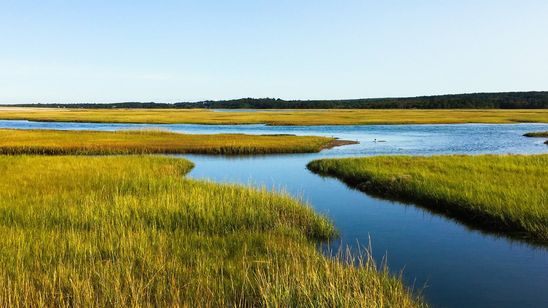 salt-marsh-2763723_1920_(1).jpg