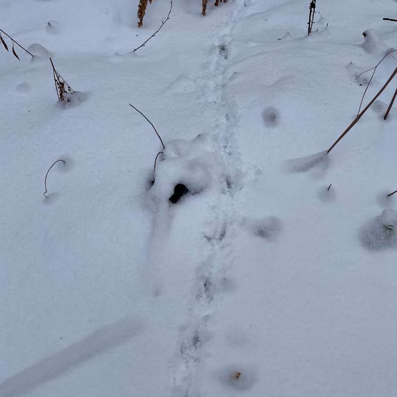 tracks1.jpg