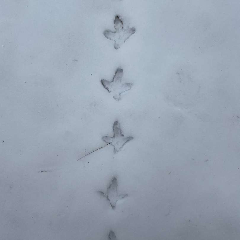 tracks2.jpg