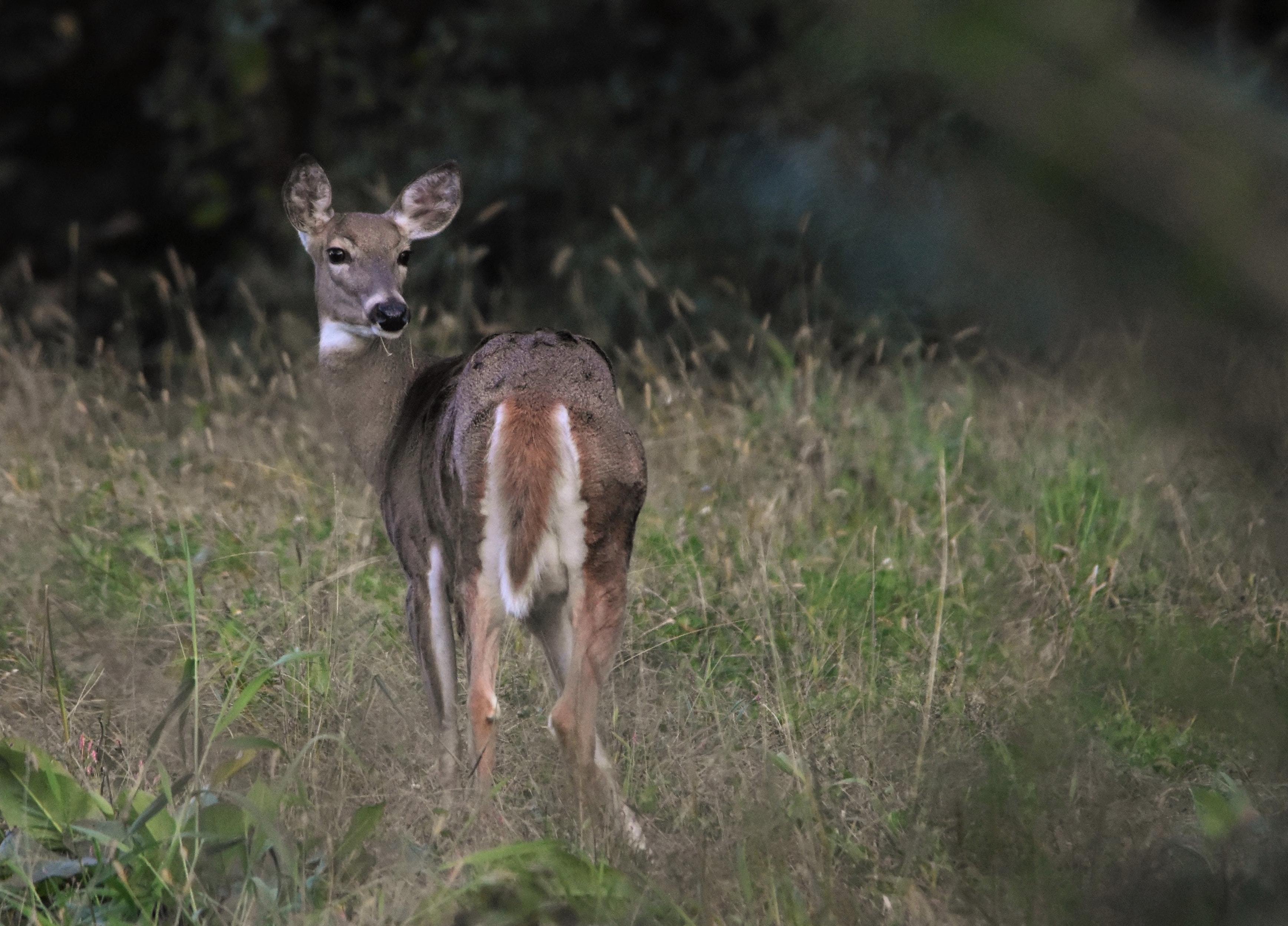 whitetail_doe.jpeg