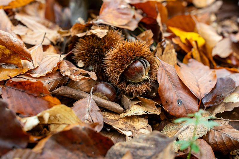 /Portals/0/NADevEventsImages/chestnut_600.jpg