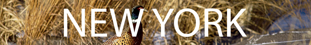 NY Header